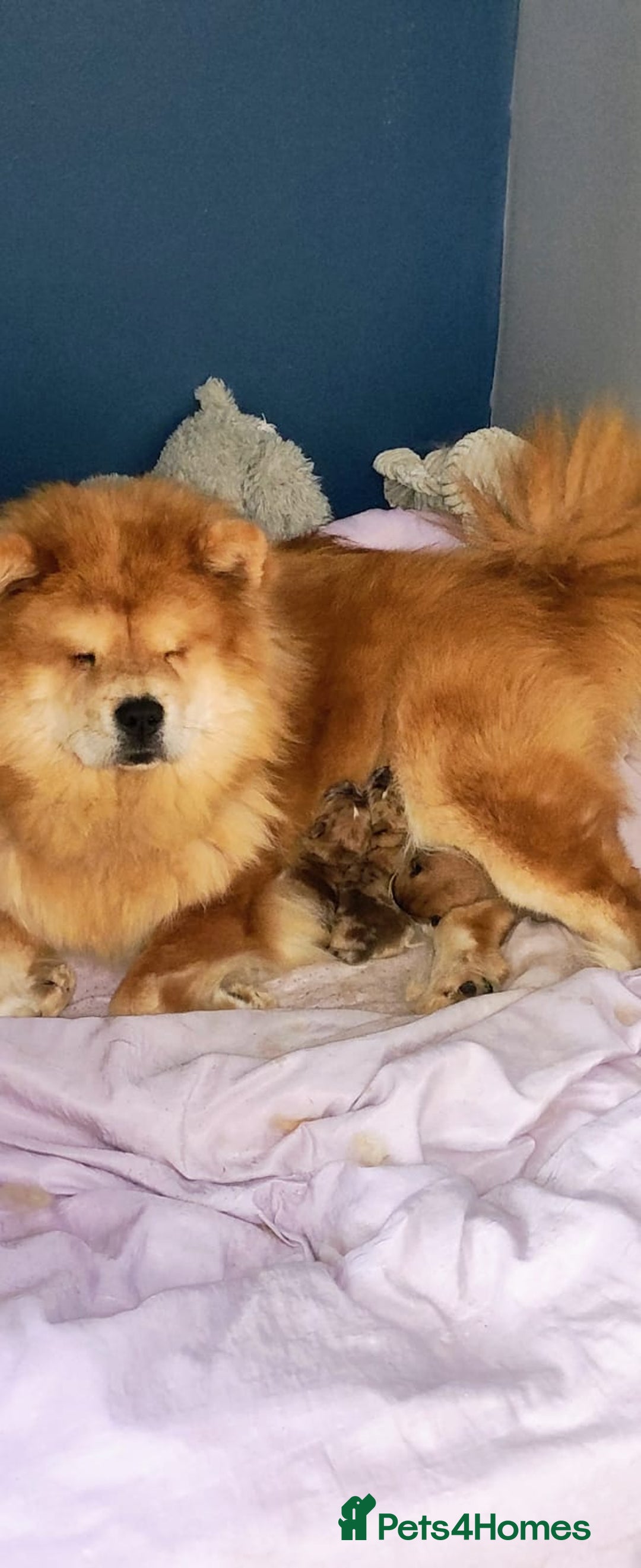 Chow Chow dogs for sale: Chow chow puppies  - Image 4