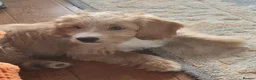 Mixed Breed dogs for sale: Australian doubledoodles  - Advert 10