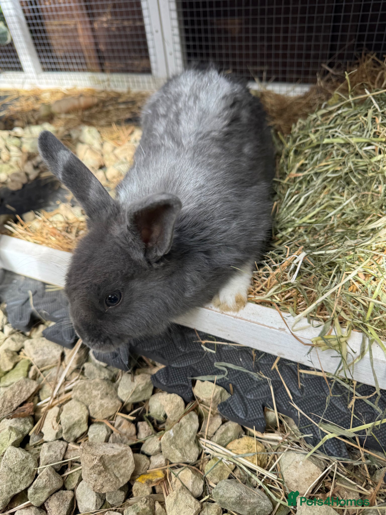 Mixed Breed rabbits for sale: Rabbit  - Advert 4