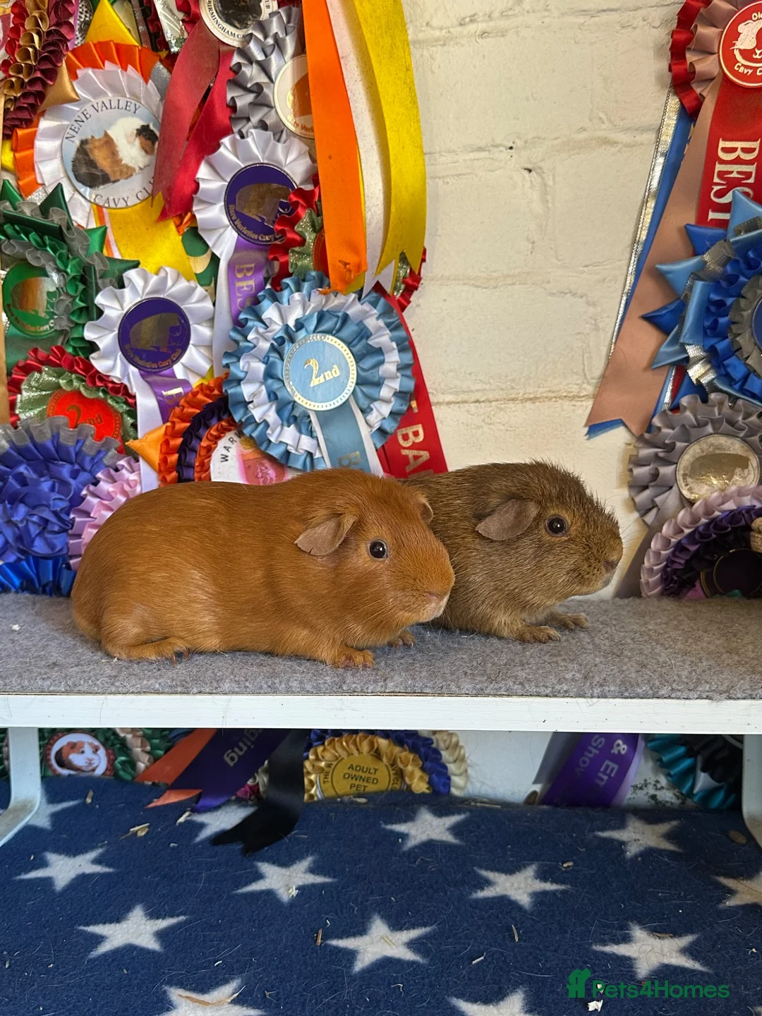 Guinea Pig rodents for sale: Lots of pairs of Guinea Pigs Mixed Colours Come 👀 - Advert 6