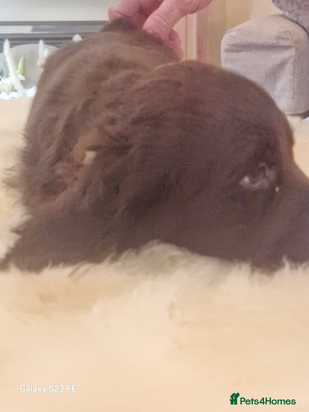 Cocker Spaniel dogs for sale: Cocker Spaniel puppies  - Image 24