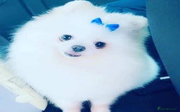 Pomeranian dogs for sale: Kc Registered Pomeranian Pups - Image 27