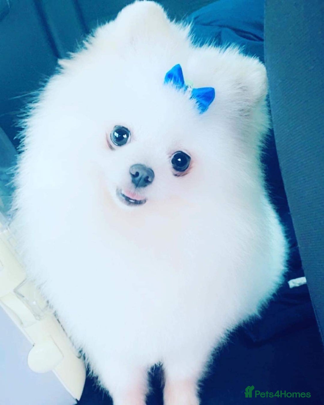 Pomeranian dogs for sale: Kc Registered Pomeranian Pups - Image 27