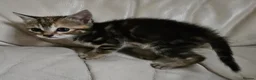 Mixed Breed cats for sale: Two lovely female tortoishell kittens - Advert 6
