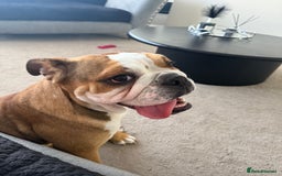 English Bulldog dogs for sale: English Bulldog - Image 3