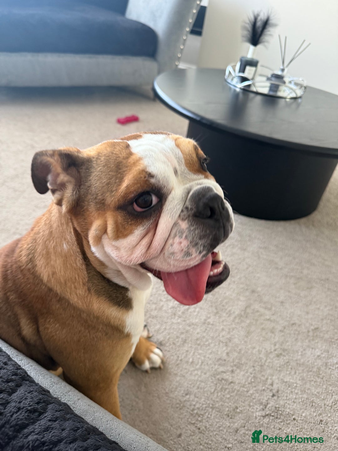 English Bulldog dogs for sale: English Bulldog - Image 3