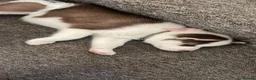 Siberian Husky dogs for sale: Husky girl in Newcastle upon Tyne - Advert 2