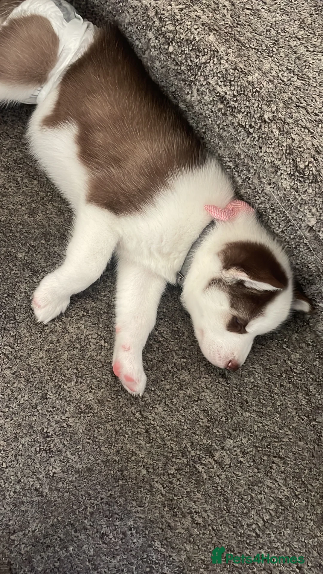 Siberian Husky dogs for sale: Husky girl in Newcastle upon Tyne - Advert 2
