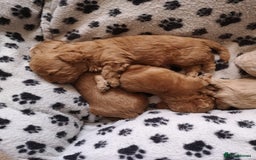 Maltipoo dogs for sale: DNA health tested maltipoo puppies  - Image 2