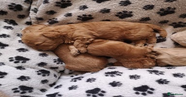 Maltipoo dogs - Advert 1