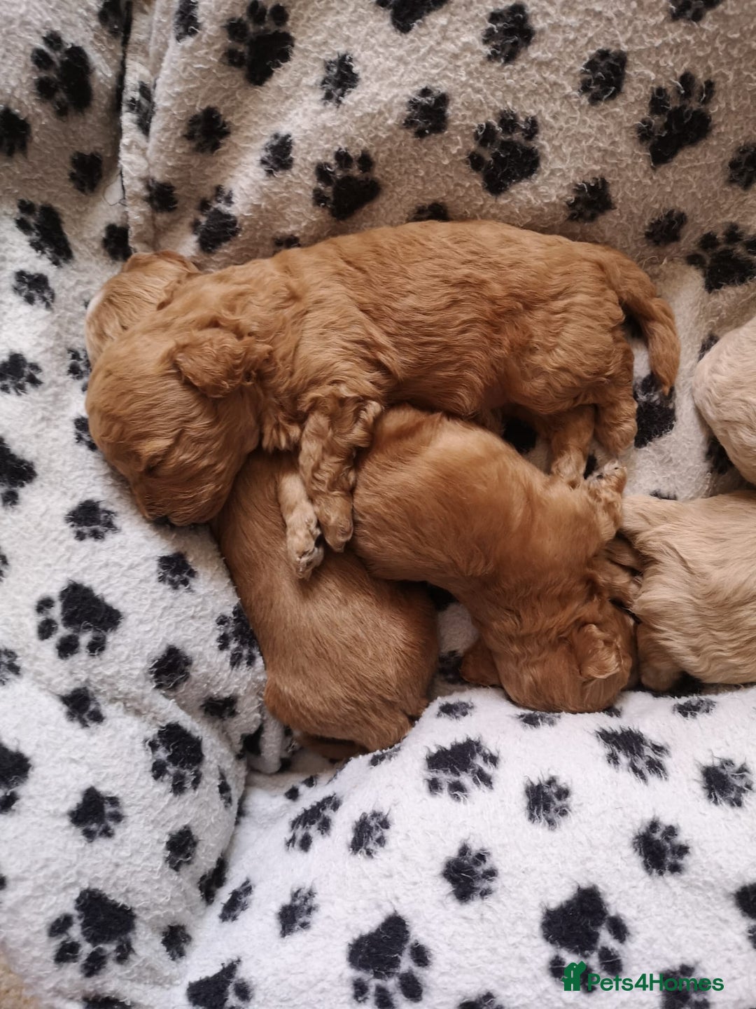 Maltipoo dogs for sale: DNA health tested maltipoo puppies  - Image 2