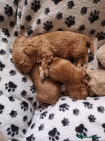 Maltipoo dogs - Advert 1