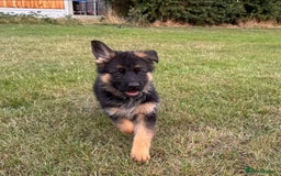 German Shepherd dogs for sale: Last female-health and temperament tested parents - Image 6