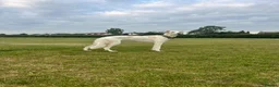Mixed Breed dogs for sale: Female Saluki x Greyhound  - Advert 4