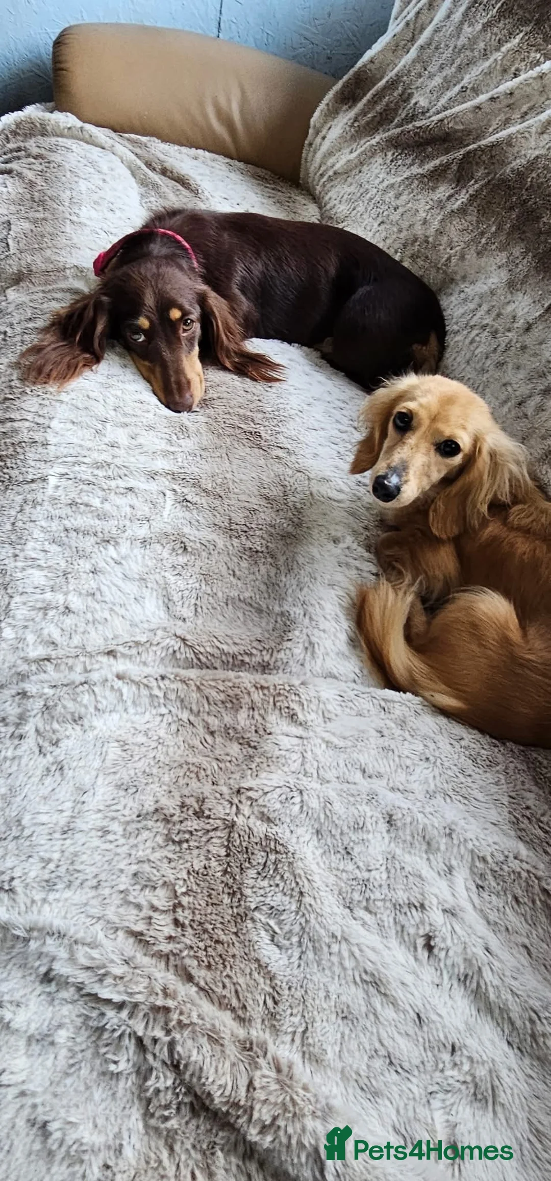 Miniature Dachshund dogs for sale: Miniature long haired Dachshund puppies Kc reg  - Advert 9