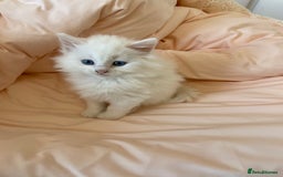 Turkish Angora cats for sale: Gorgeous white fluffy Turkish angora kittens  - Advert 4