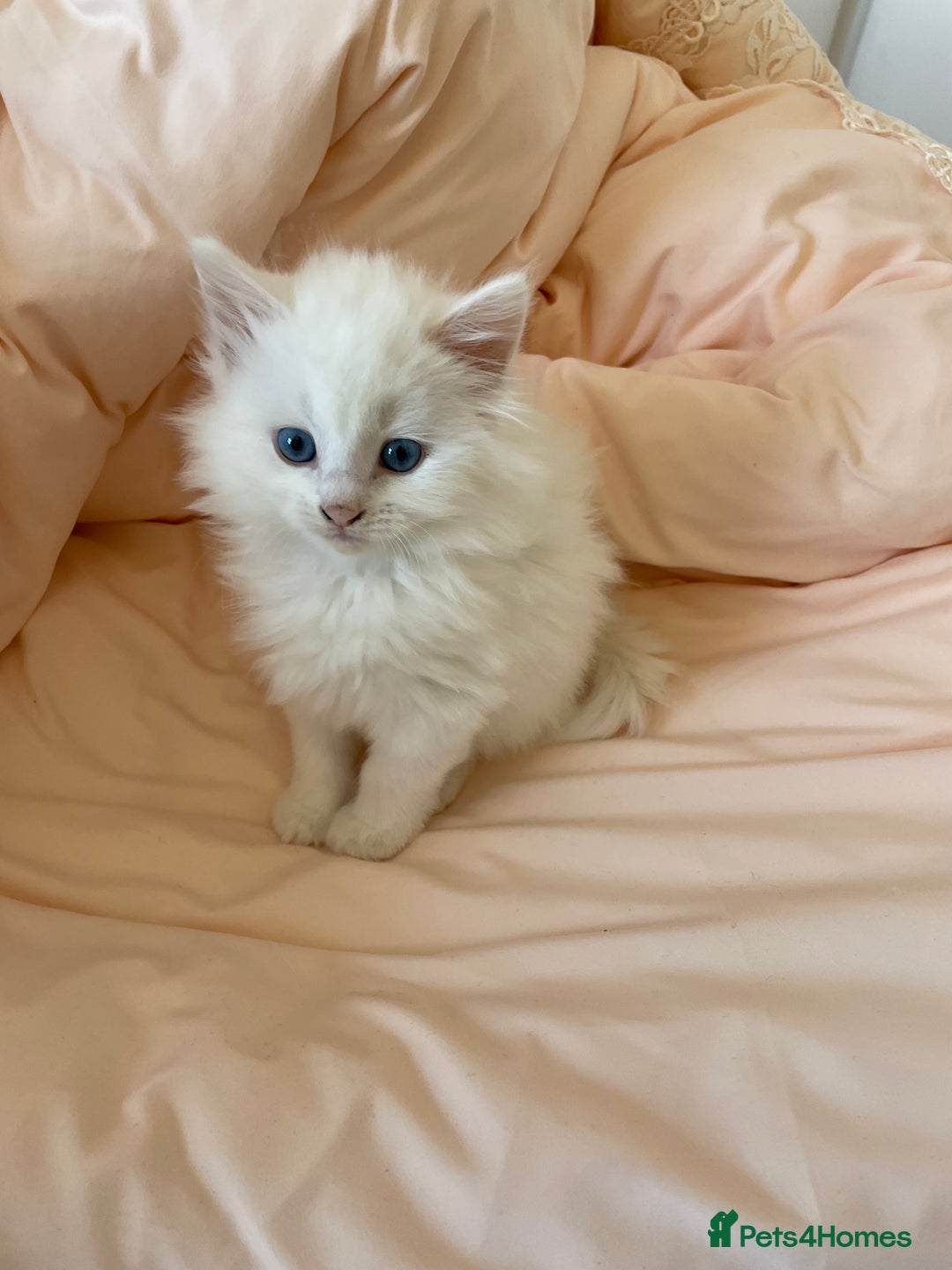 Turkish Angora cats for sale: Gorgeous white fluffy Turkish angora kittens  - Advert 4