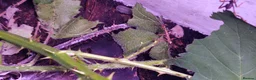 Stick Insects invertebrates for sale: Spiny Stick Insect Nymphs - Advert 6