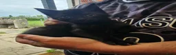 Mixed Breed cats for sale: KITTENS FOR SALE READY TO LEAVE NOW - Advert 7