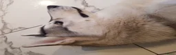 Siberian Husky dogs for stud: Miss Luna in London - Advert 5