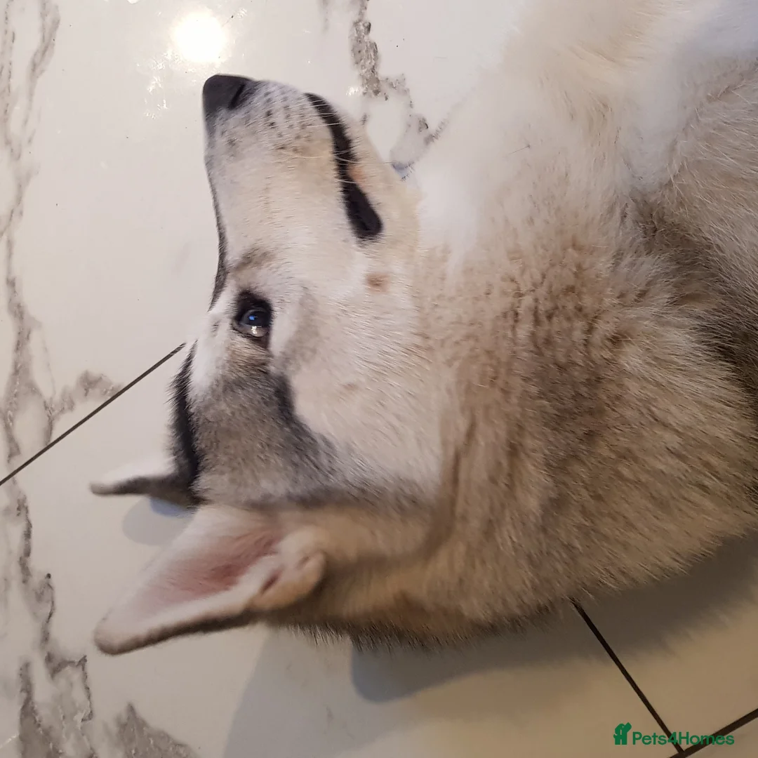 Siberian Husky dogs for stud: Miss Luna in London - Advert 5