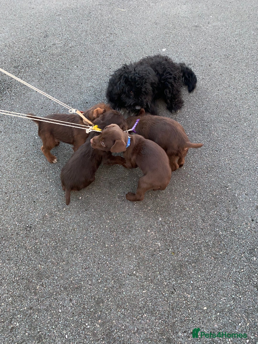 Mixed Breed dogs for sale: 4 puppies for sale 2 male and 2 female  - Advert 3