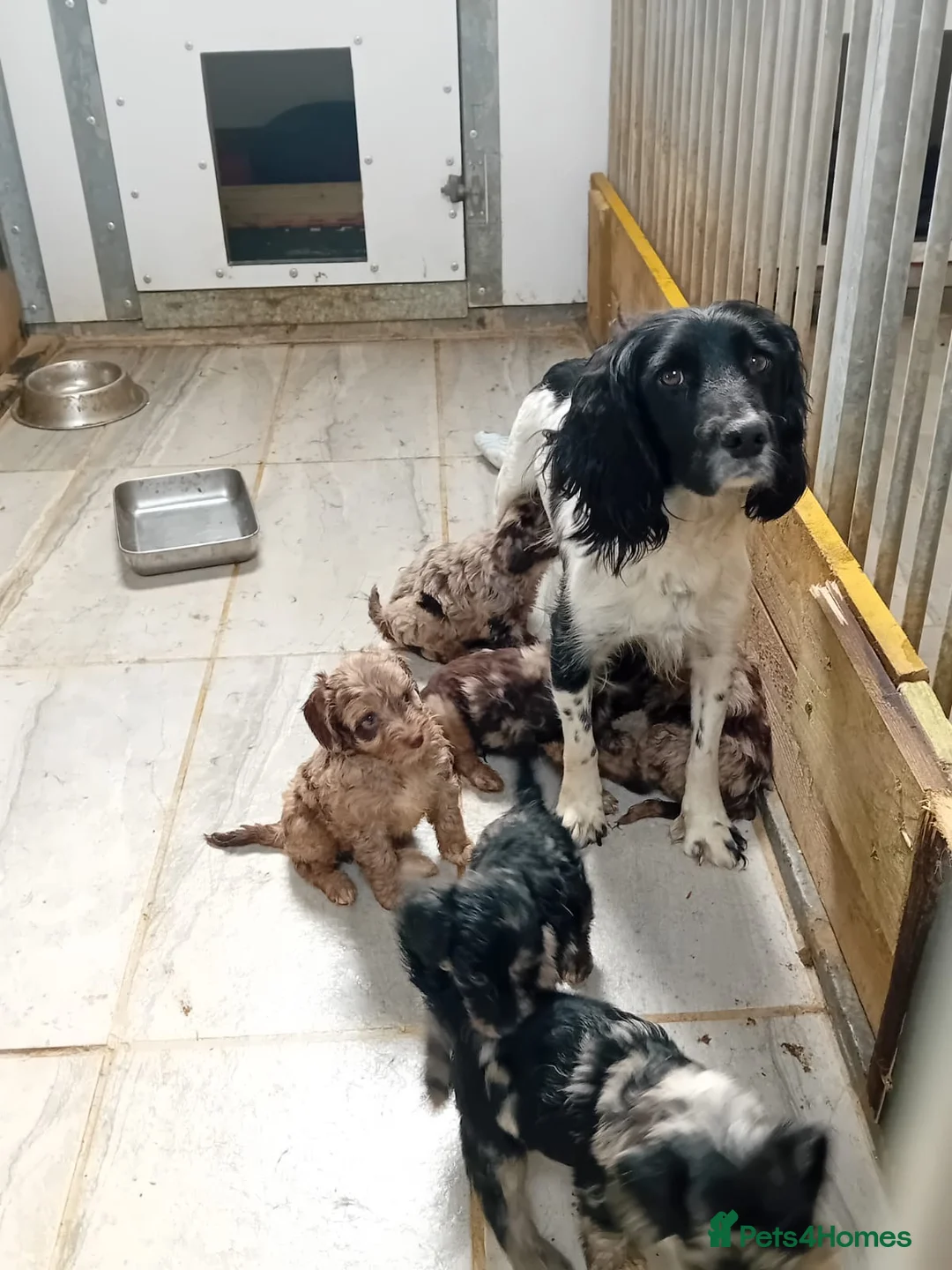 Sproodle dogs for sale: Spoodels in Ashbourne - Advert 2