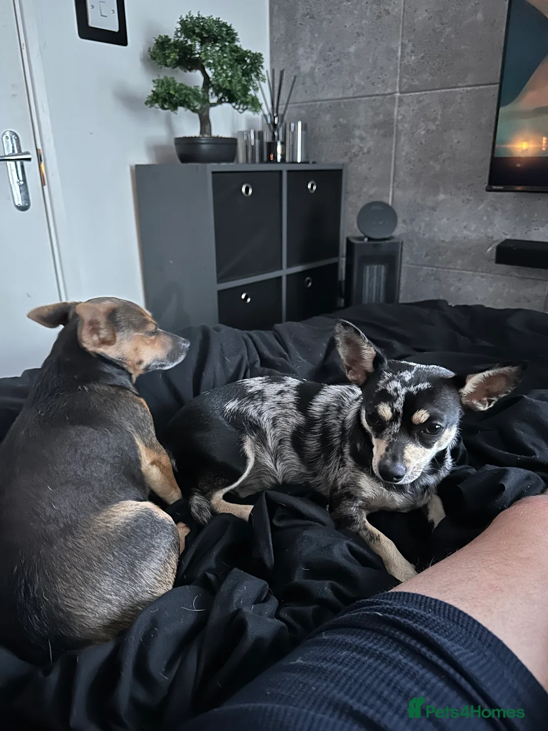 Mixed Breed dogs for sale: Cleo & Kira - 2 Amazing little girls  in East Grinstead - Advert 2