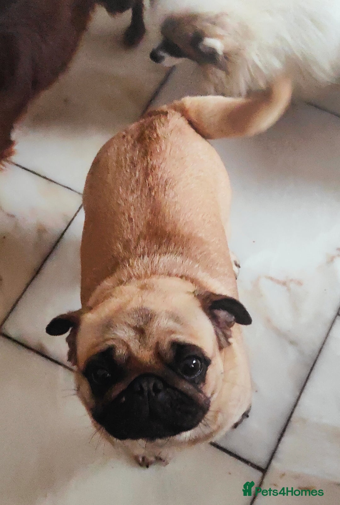 Pug dogs for sale: Adorable Fawn Black mask Pug Female - Image 4