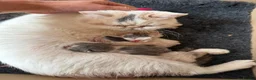 Exotic cats for sale: 4 exotic short hair boys for sale  - Advert 12