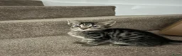 Mixed Breed cats for sale: Kittens available now  - Advert 12