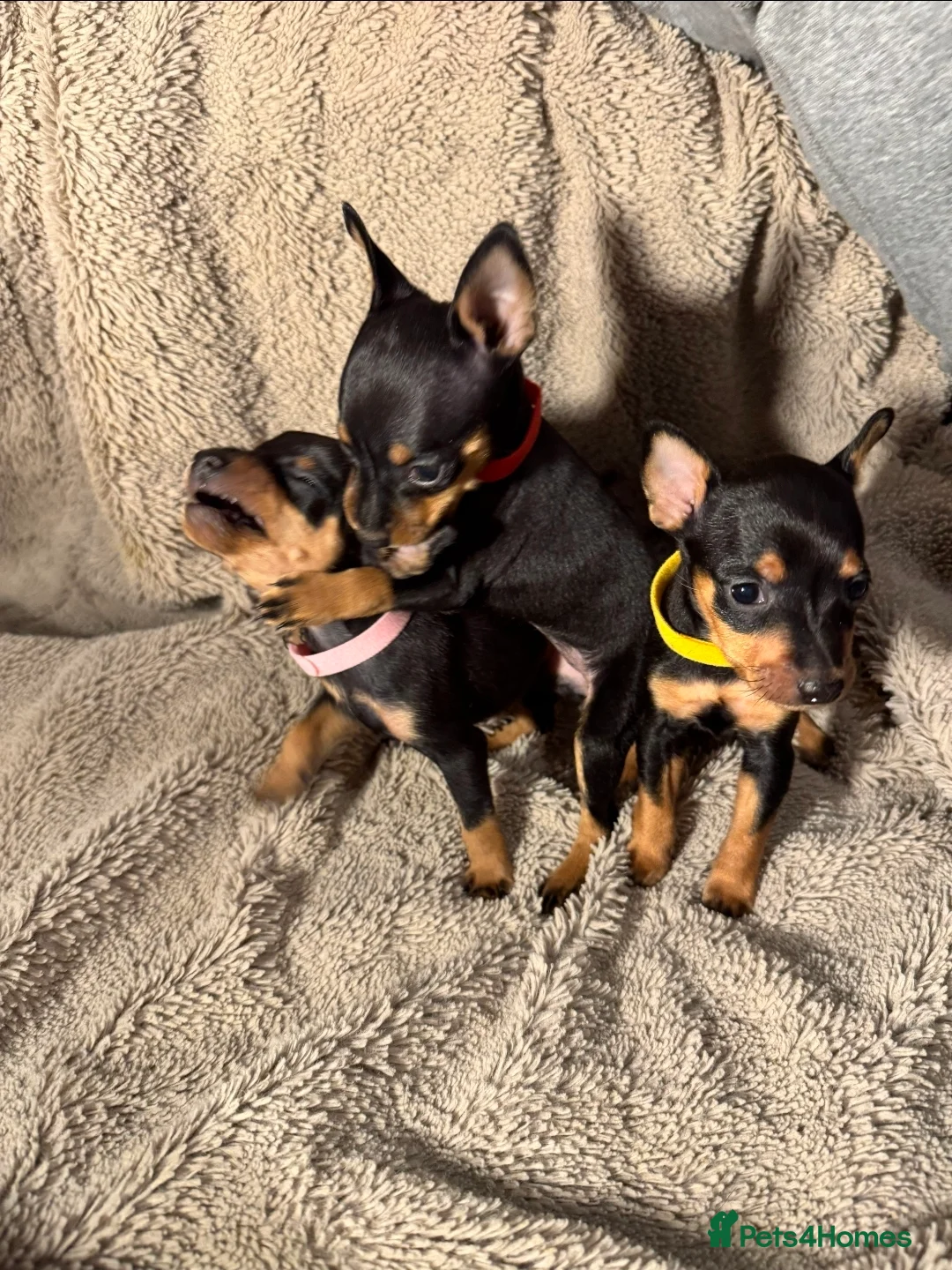 Miniature Pinscher dogs for sale: Beautiful miniature pinscher puppies  - Advert 18