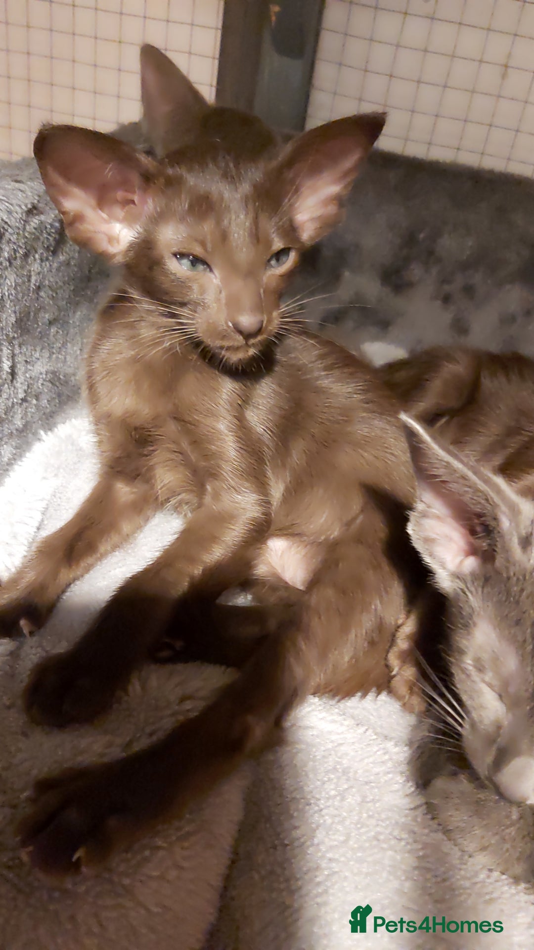 Oriental cats for sale: Full Pedigree Oriental 6 Kittens XL size ears GCCF - Advert 6