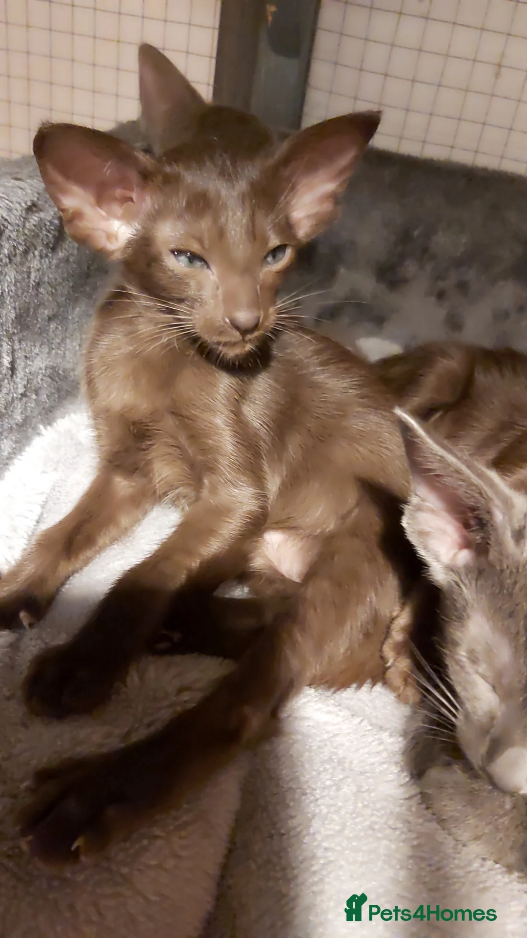 Oriental cats for sale: Full Pedigree Oriental 6 Kittens XL size ears GCCF - Advert 11