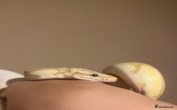 Python Snake reptiles for sale: Cyril the banana ball python - Image 5