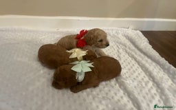 Cockapoo dogs for sale: Cocapoos f1  - Image 14