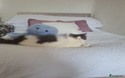 Persian cats for sale: Persian girls for sale  - Image 1