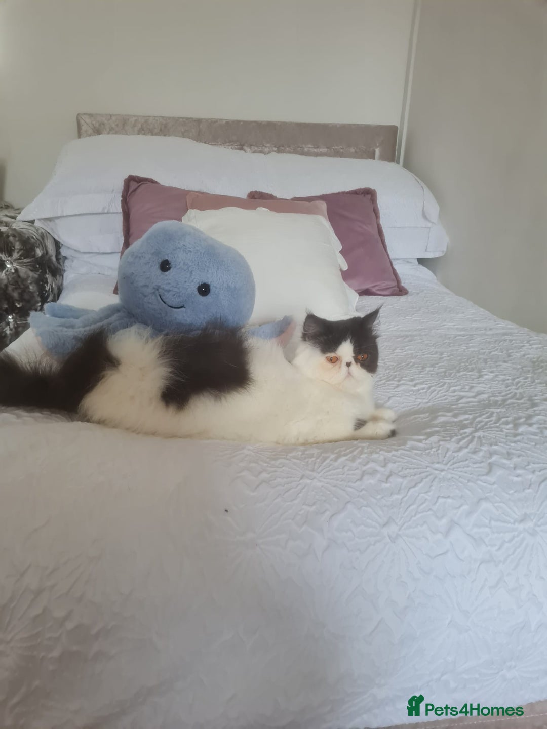 Persian cats for sale: Persian girls for sale  - Image 1