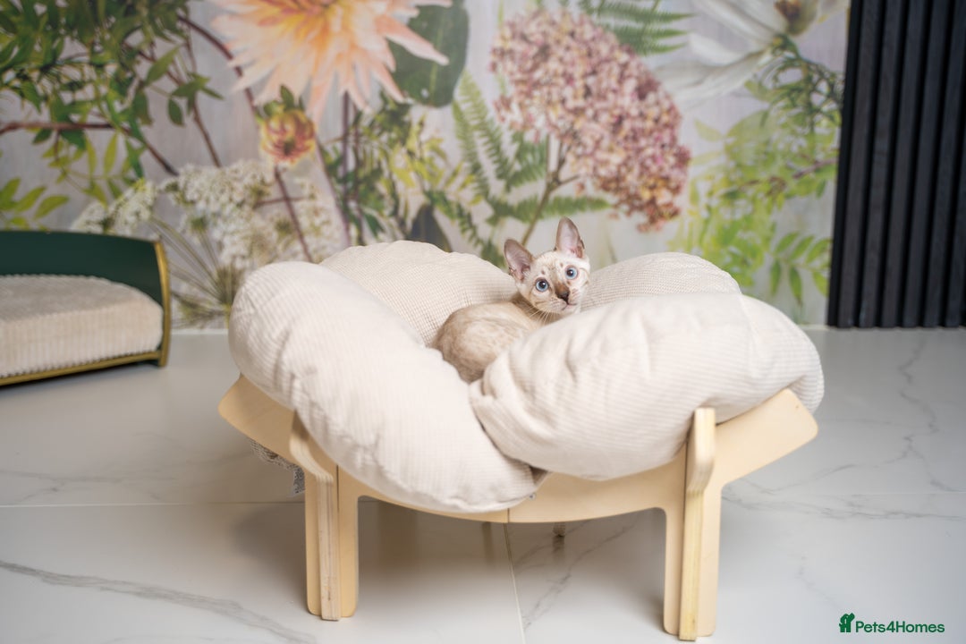 Bengal cats for sale: FRANCO- Snow Bengal Boy- Excellent traits-TICA reg - Advert 13