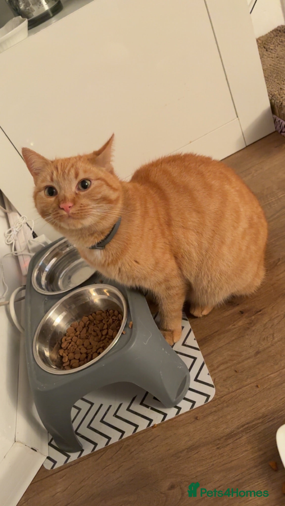 Domestic Shorthair cats Kitten for sale  - Advert 3