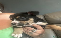 Mixed Breed dogs for sale: Pocket bully - Image 6