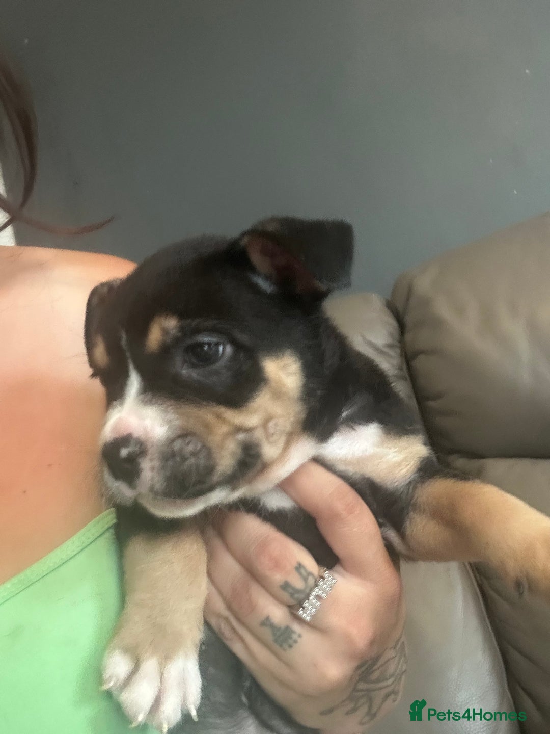 Mixed Breed dogs for sale: Pocket bully - Image 6