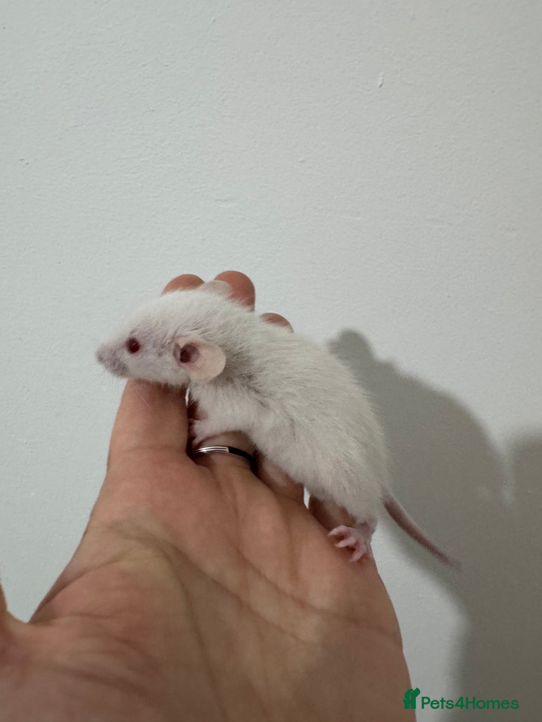 Rat rodents for sale: Baby rats dwarf and nude - Advert 4