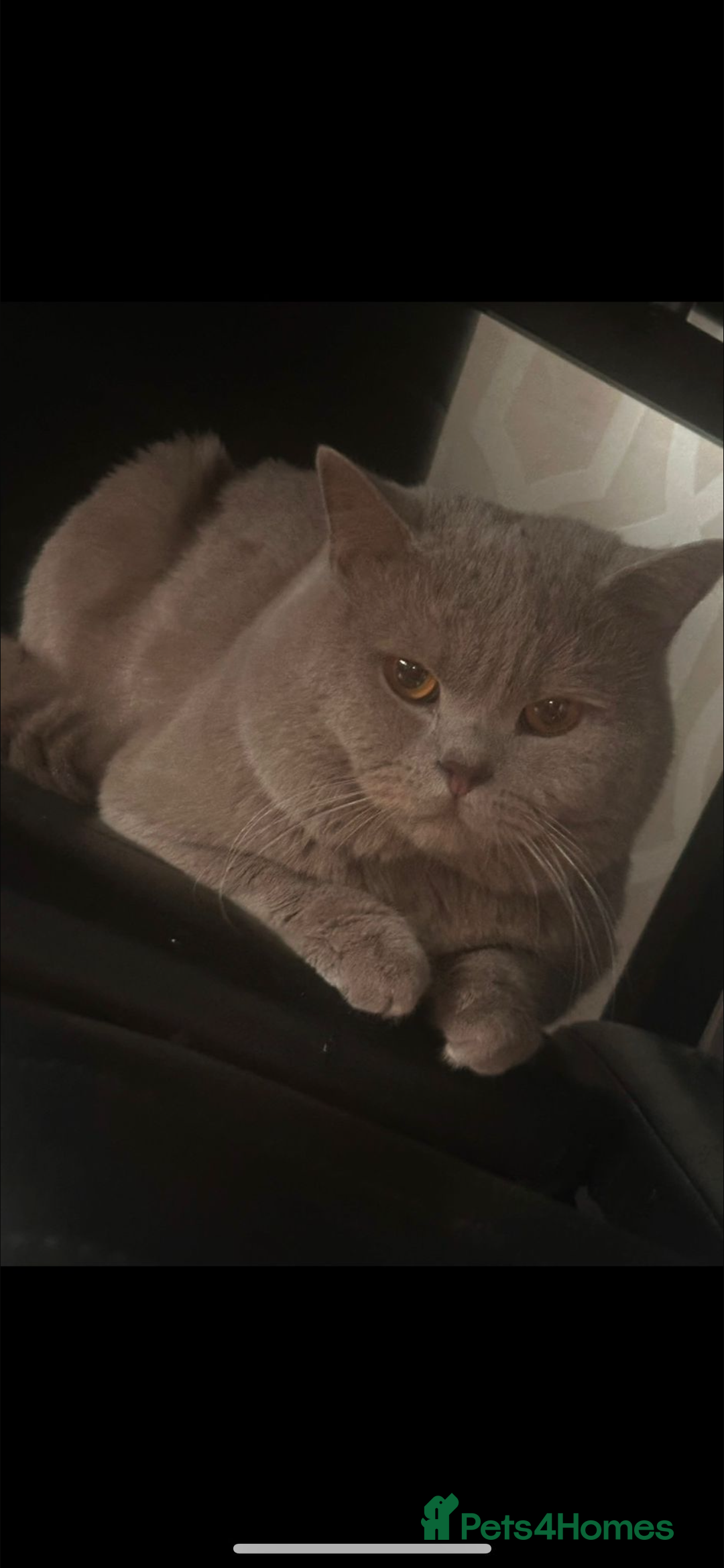 British Shorthair cats for sale: Male British shorthair cat - Advert 3