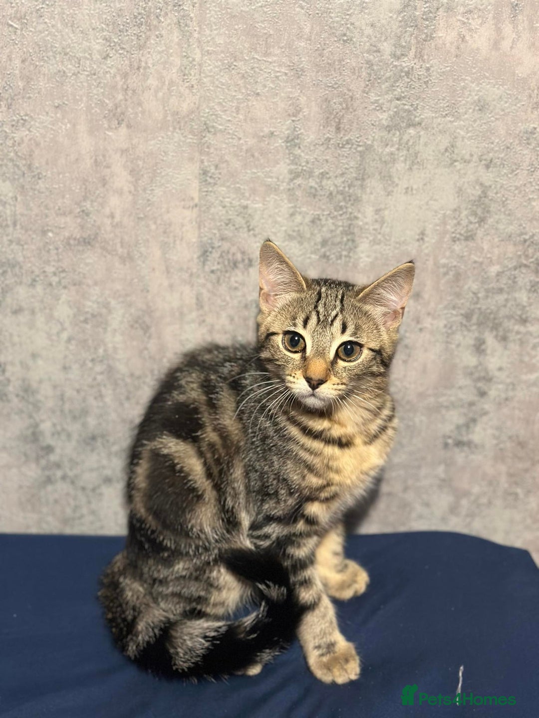 Bengal cats for sale: Bengal cross kittens! - Advert 3