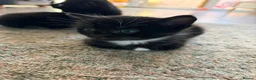 Mixed Breed cats for sale: Gorgeous Tuxedo Kittens looking for a new home  - Advert 9