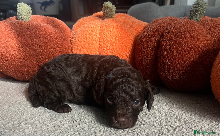 Cavapoo dogs - Advert 1
