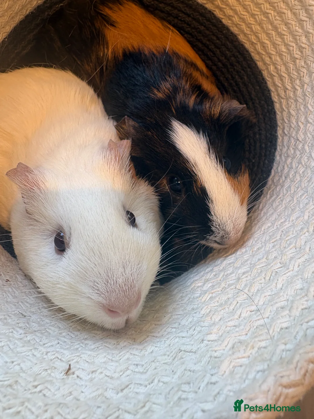 Mixed Breed invertebrates for sale: 2 female Guinea pigs for sale in Gosport - Advert 2