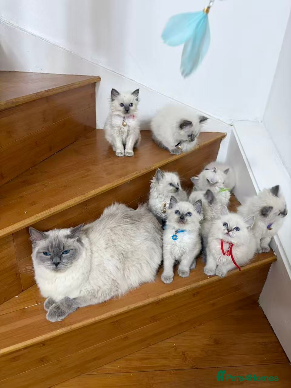 Ragdoll cats 100% purebred Ragdoll cat - Advert 1