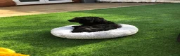 Cockapoo dogs for sale: Beautiful 6-year old female Cockapoo - Advert 5